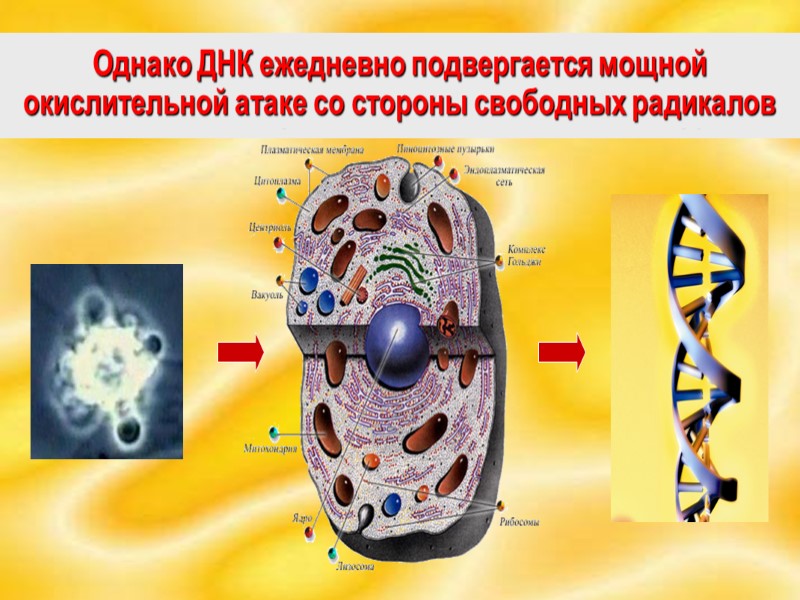 СЕГОДНЯ ОКИСЛИТЕЛЬНЫЙ СТРЕСС ЯВЛЯЕТСЯ СЕРЬЕЗНОЙ УГРОЗОЙ ДЛЯ ЗДОРОВЬЯ ЧЕЛОВЕКА!  ОБЩЕИЗВЕСТНО, ЧТО ВСЕ ПРОЦЕССЫ
